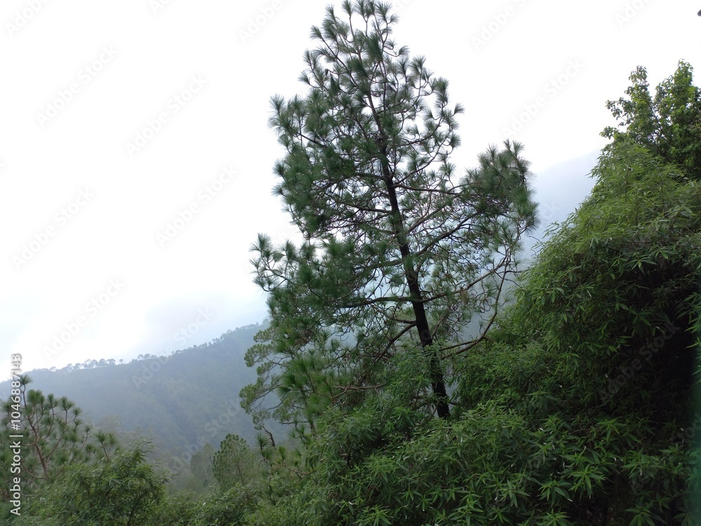 Obraz premium Is very beautiful to see every tree in the mountains during the all season. The weather of the mountains surrounded by clouds and the trees and plants look very beautiful Beautiful seenery have in,