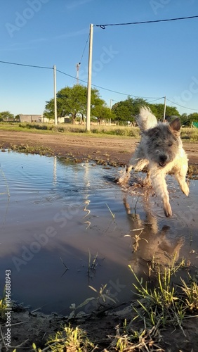 dog in the water