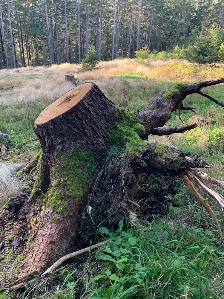 Fototapeta premium tree stump in the forest