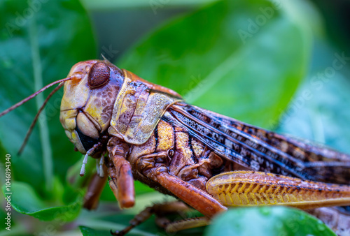 Grasshopper on a flower. Macro photography of an insect. Grasshopper on a flower with morning dew. Grasshopper coming out to feed in the morning.