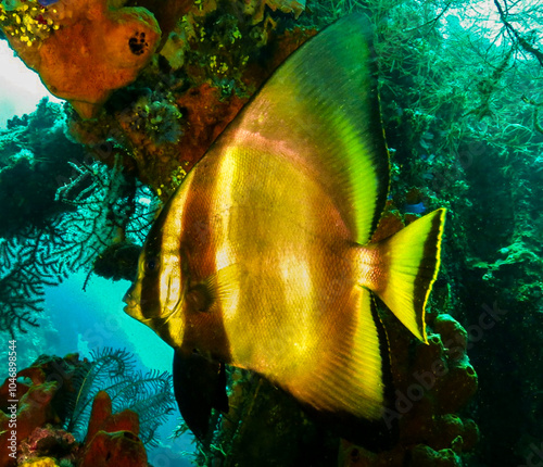 Dusky batfish from Bali, Indonesia photo