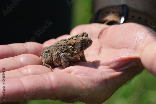 Un mignon petit crapaud américain sur une main, Anaxyrus americanus photo