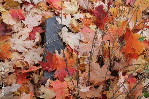 Magnifique roche enfoui sous les feuilles d'érable à l'automne