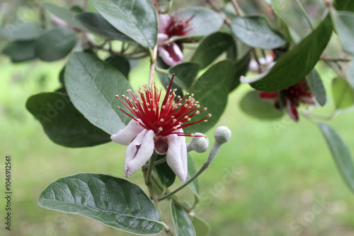 Feijoa flower close-up (Acca sellowiana). Photo taken in Abkhazia	