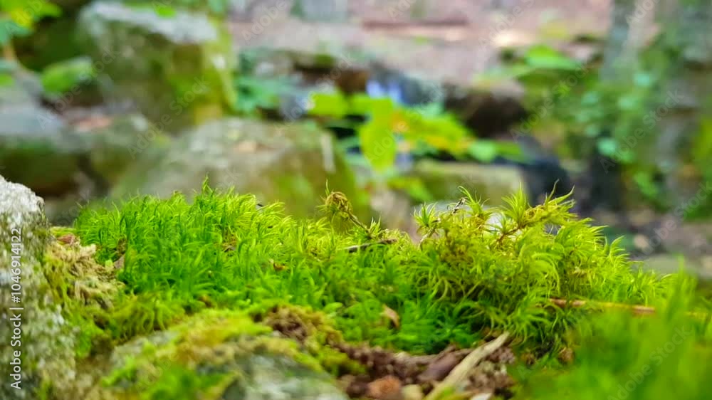 A detailed macro video of moss growing on rocks in the natural landscape of Sierra de Gredos, Spain, during autumn. A detailed macro video of moss growing on rocks in the natural landscape of Sierra de Gredos, Spain, during autumn.
