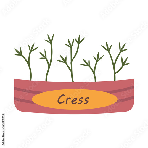 Cress sprouts. Vector illustration of sprouted microgreens. Useful macronutrients.