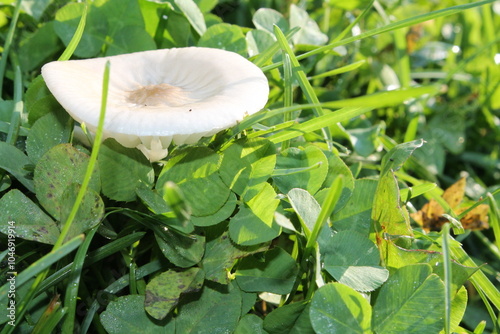 Beau champignon blanc avec un léger creux au centre brunâtre