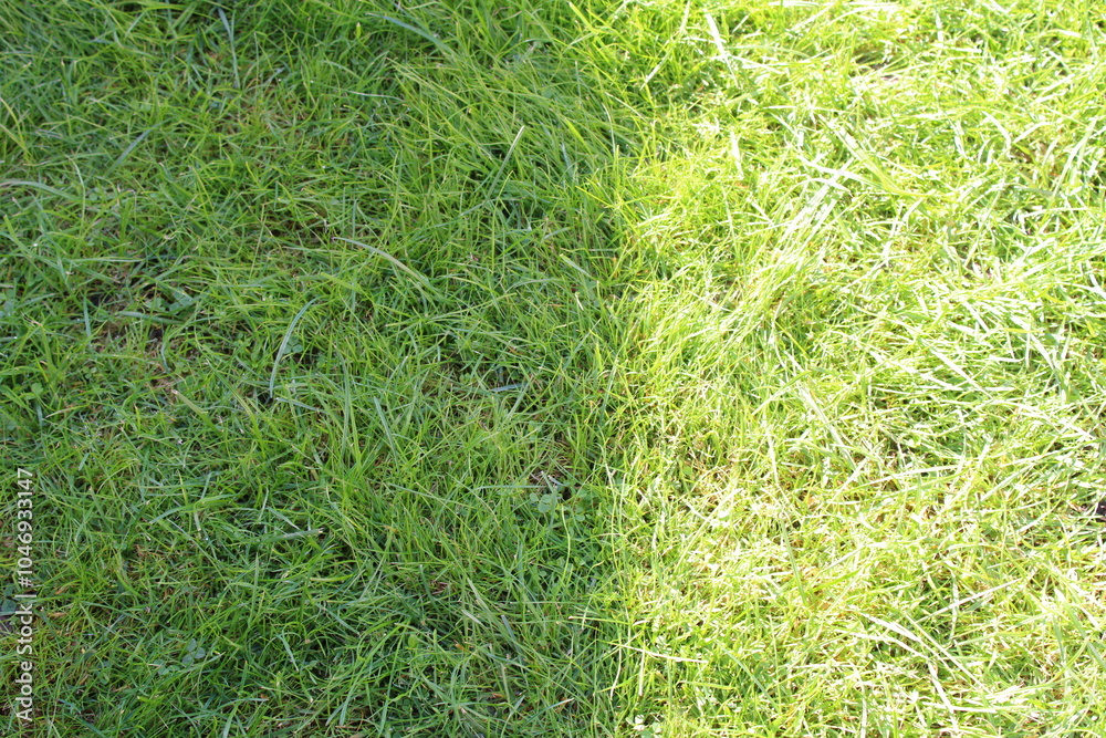 green grass with summer sunlight green grass with summer sunlight