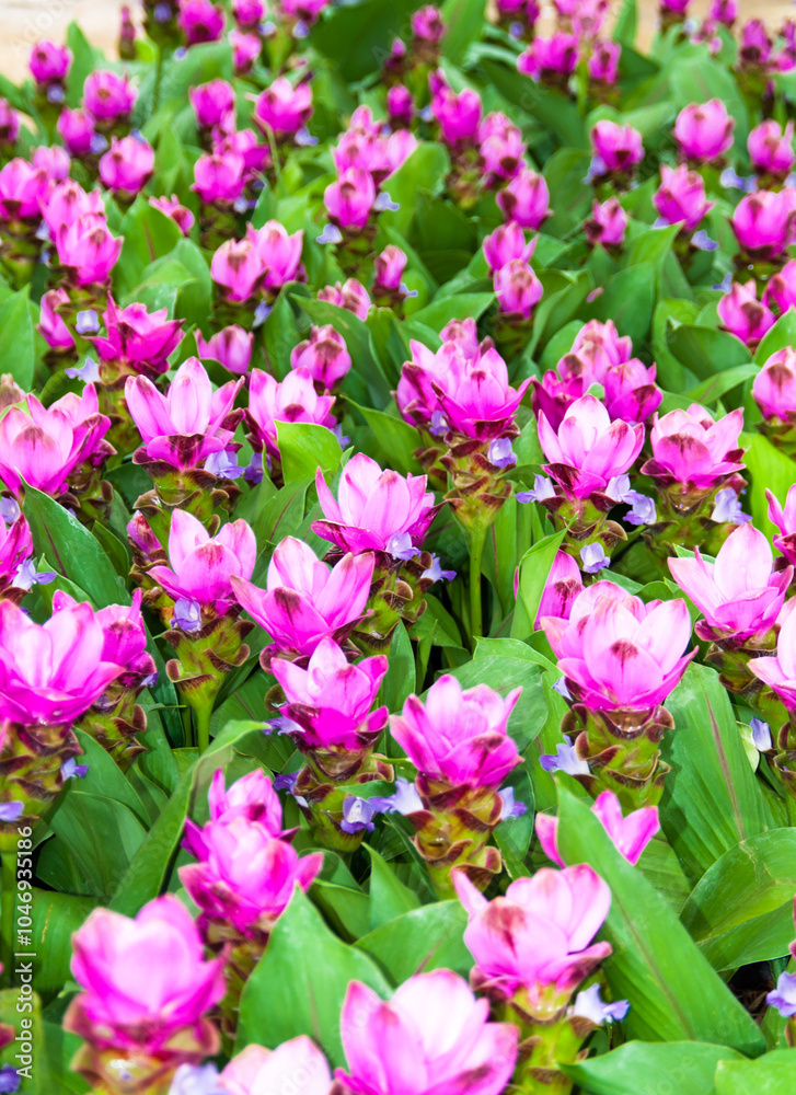 Obraz premium pink and white flowers