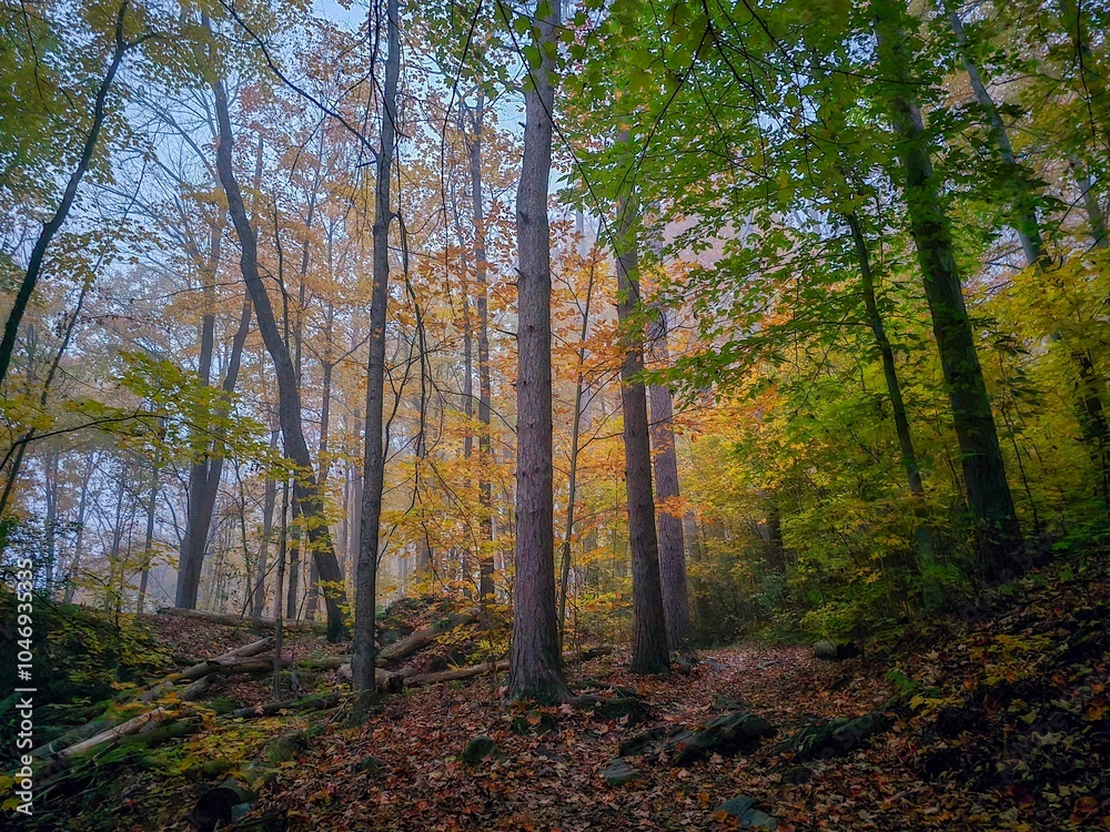 Obraz premium Serene Autumn Forest Scene