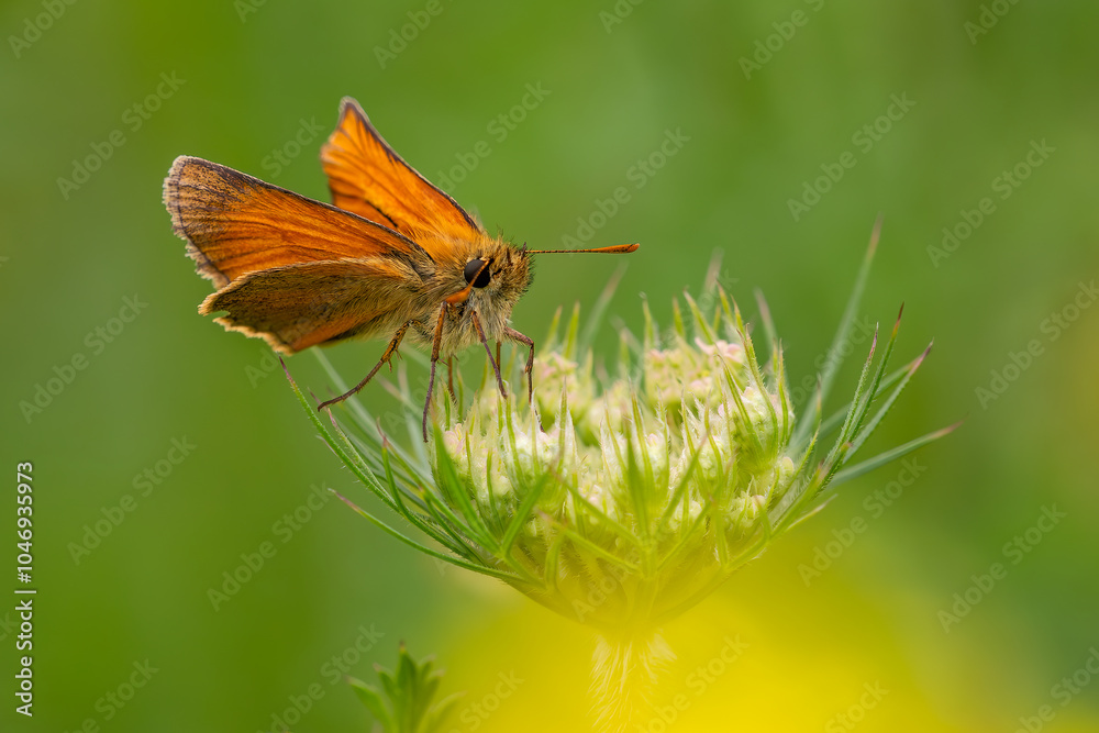 Small Skipper - Thymelicus sylvestris, beautiful orange small butterfly from European meadows and gardens, Zlin, Czech Republic. Small Skipper - Thymelicus sylvestris, beautiful orange small butterfly from European meadows and gardens, Zlin, Czech Republic.