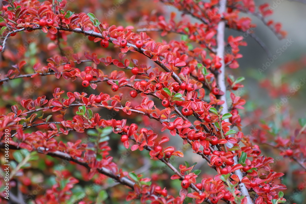 Berberis thunbergii, the japanese barberry. Fall, red leaves red berries. Berberis thunbergii, the japanese barberry. Fall, red leaves red berries.