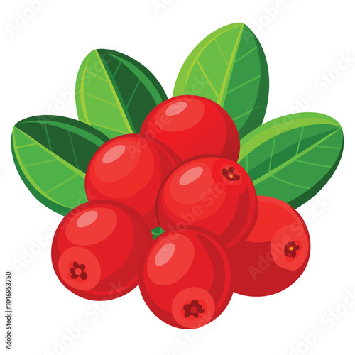 Cranberry vector illustration Isolated white background.