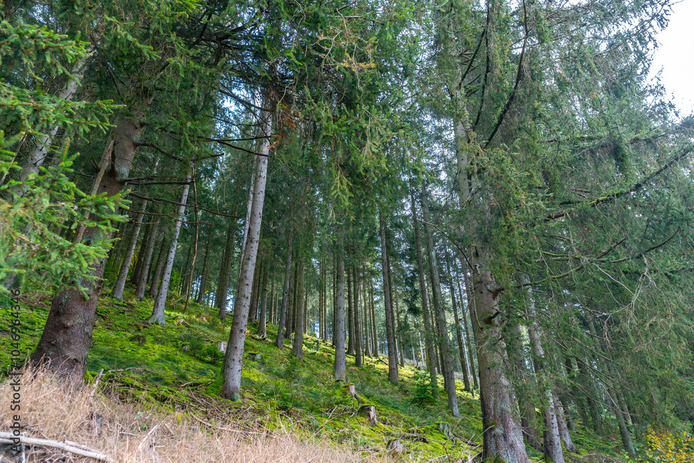 Fototapeta premium Herbstlicher Wald auf dem Wanderweg zu den Bieley-Felsen - Matterhorn der Eifel nahe Höfener Mühle auf der Narzissenroute