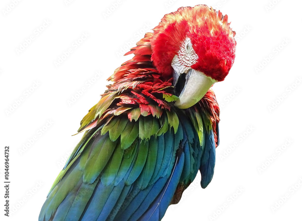 Obraz premium Green-winged macaw parrot. Ara chloropterus isolated on white