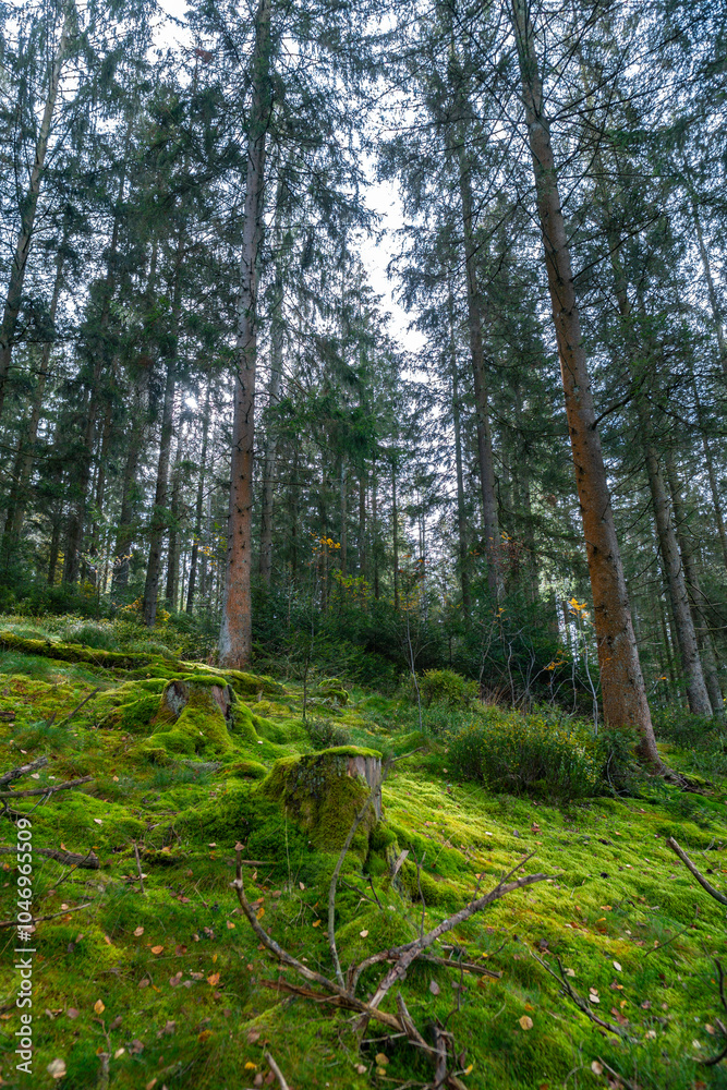 Obraz premium Herbstlicher Wald auf dem Wanderweg zu den Bieley-Felsen - Matterhorn der Eifel nahe Höfener Mühle auf der Narzissenroute
