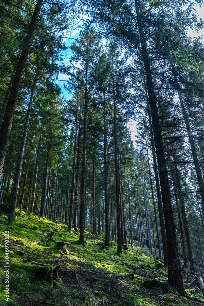 Fototapeta premium Herbstlicher Wald auf dem Wanderweg zu den Bieley-Felsen - Matterhorn der Eifel nahe Höfener Mühle auf der Narzissenroute