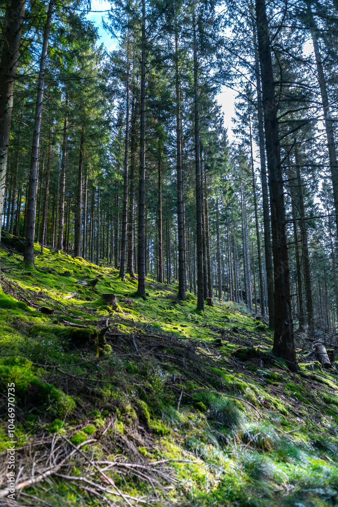 Herbstlicher Wald auf dem Wanderweg zu den Bieley-Felsen - Matterhorn der Eifel nahe Höfener Mühle auf der Narzissenroute Herbstlicher Wald auf dem Wanderweg zu den Bieley-Felsen - Matterhorn der Eifel nahe Höfener Mühle auf der Narzissenroute