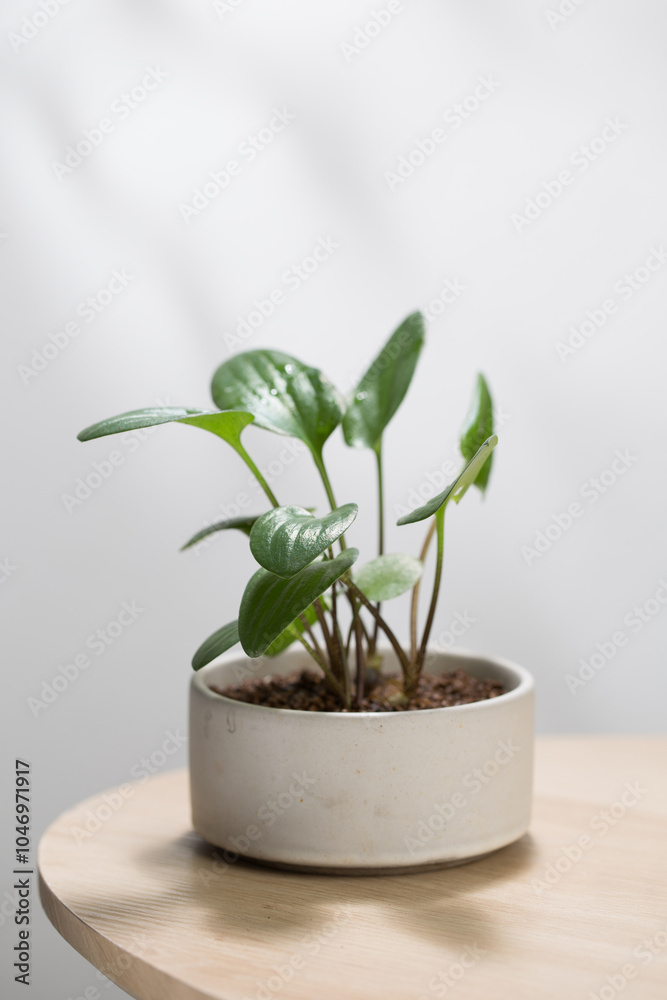Drimiopsis maculata in a white pot. Drimiopsis maculata in a white pot.