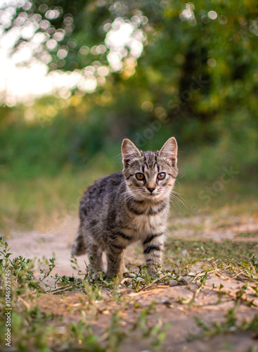 cat in the garden
