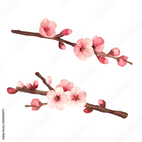 Hand-drawn water colour painting plum blossom