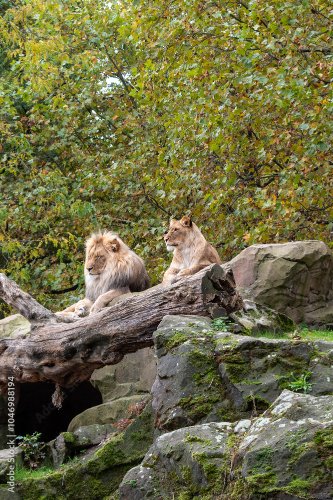 lions sitting on the rock in wild lions sitting on the rock in wild