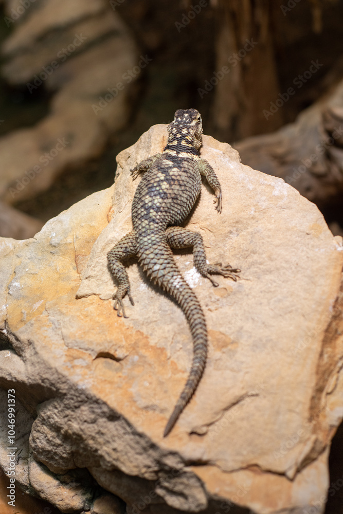 Fototapeta premium Lizard close up in wilderness