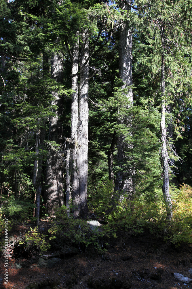 Obraz premium Hiking trail in Burnaby Mountain park, Vancouver, BC Canada