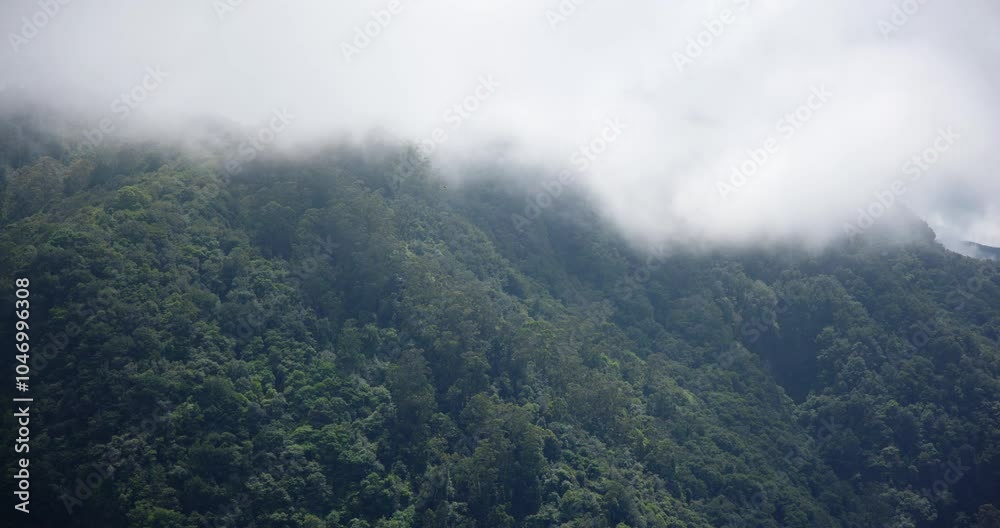 Foggy Forested Hills of Arco de Sao Jorge in Madeira, Portugal Foggy Forested Hills of Arco de Sao Jorge in Madeira, Portugal