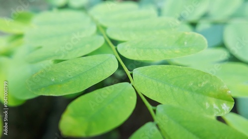 Close-up of green Moringa leaves. Nature abstract background texture 