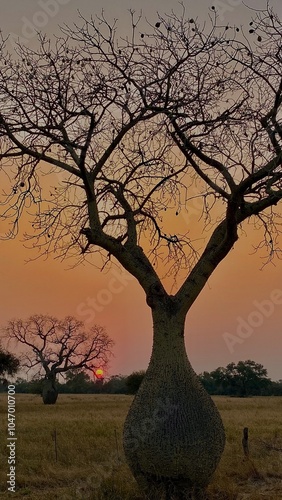 Obraz na plátně Atardecer en el Chaco paraguayo