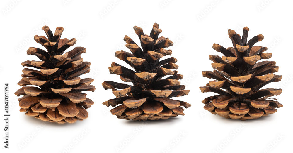 Natural Pine Cones Isolated on a White Background