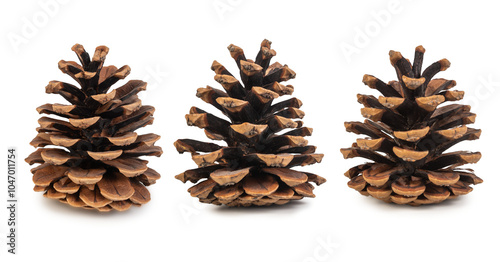 Natural Pine Cones Isolated on a White Background