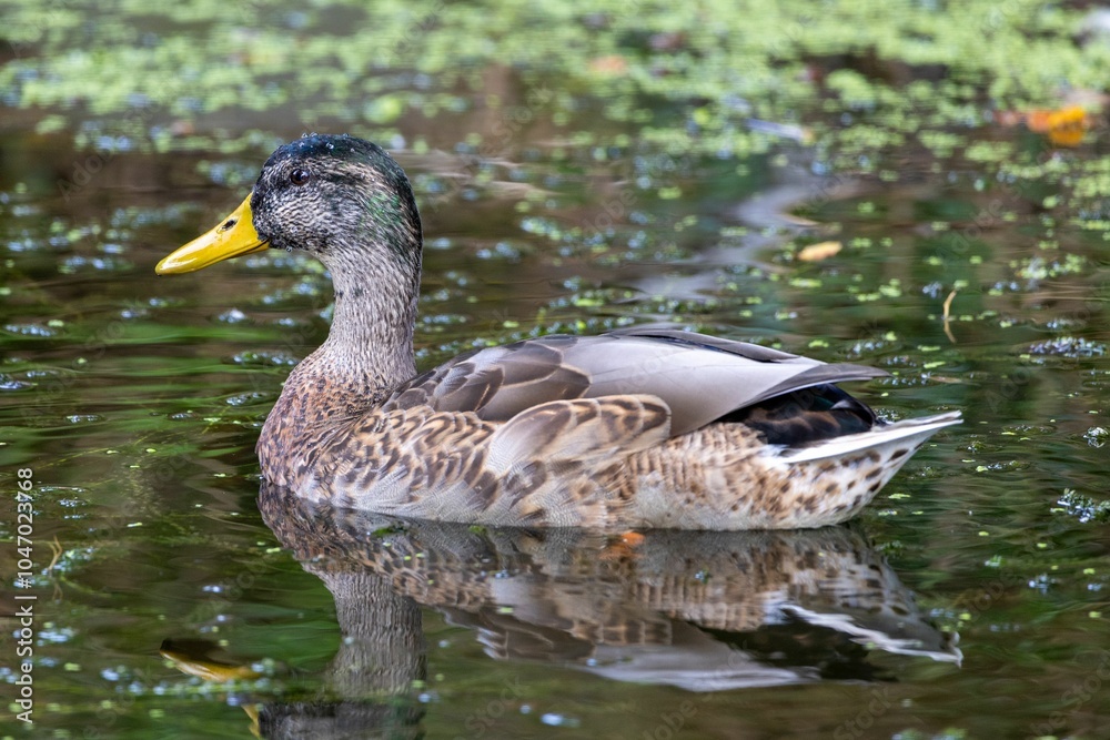Obraz premium Duck swimming in a pond