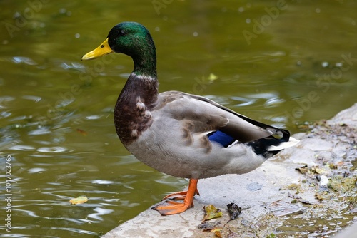 Male Mallard Duck by Water