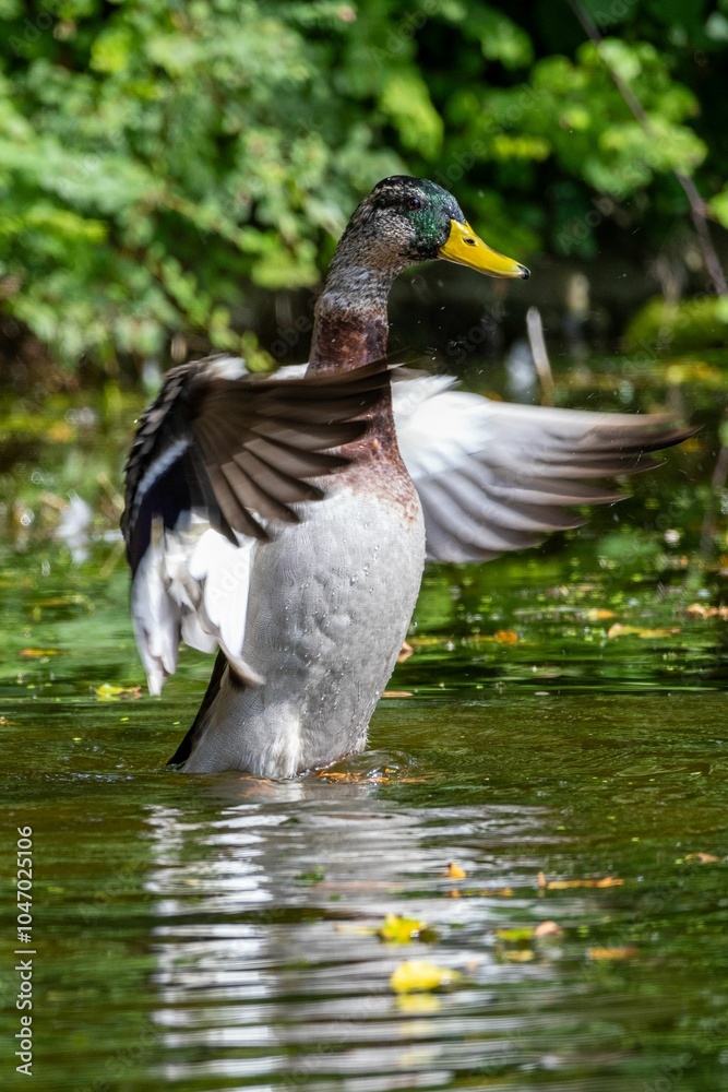 Mallard duck flapping wings in pond
