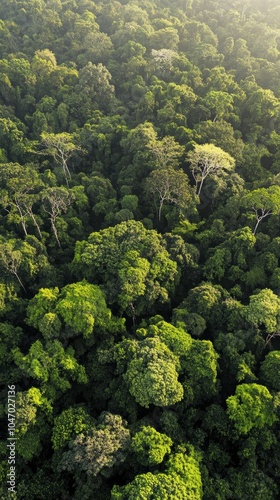 Lush green rainforest canopy creating a vibrant ecosystem from above
