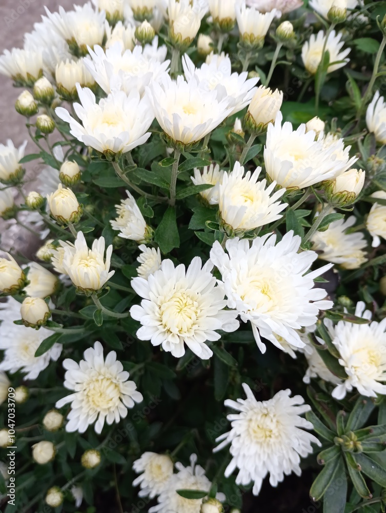 Fototapeta premium white chrysanthemum flowers