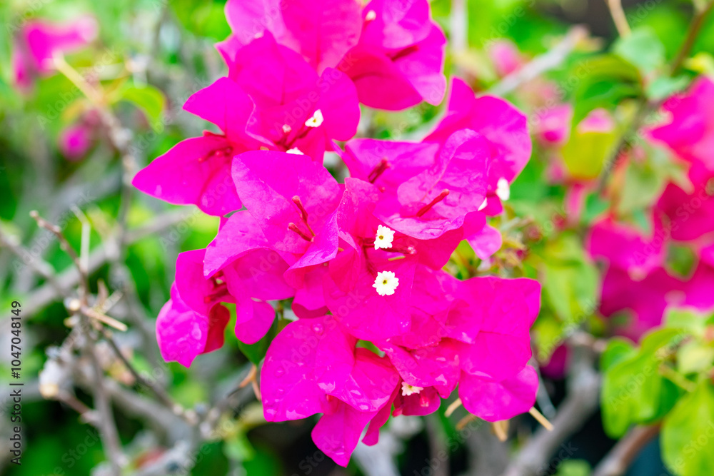 Obraz premium Bougainvillea flowers pink plant tree in summer season in park. For wallpaper texture pattern background. Size from small bush to large bush. Beautiful ornamental plant.