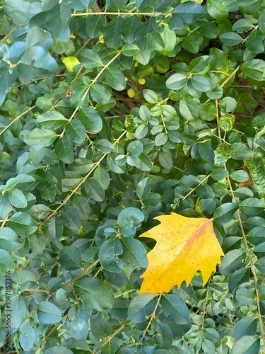 foglia gialla autunnale