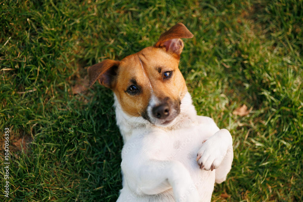 ack Russell Terrier dog in the park lies on its back on the green grass at sunset. ack Russell Terrier dog in the park lies on its back on the green grass at sunset.