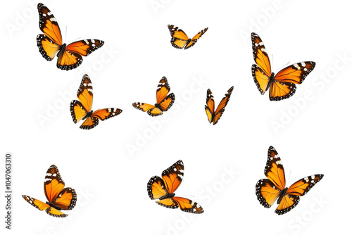 Plain tiger butterflies in flight, transparent background