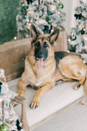 Festive German Shepherd with Christmas Tree Decorations