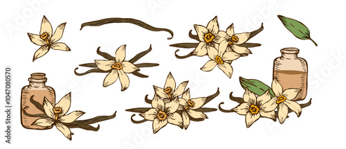 Vanilla Flower with Sticks sketch set. Vector hand drawn illustration of orchid Flower and pods. Bundle of sticks and flowers isolated. Sketch in line art style.