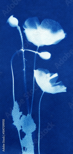 Poppy flowers illustration. Botanical illustration. Floral arrangement. Plant silhouette. White on blue. Cyanotype creation process. Sun print. photo