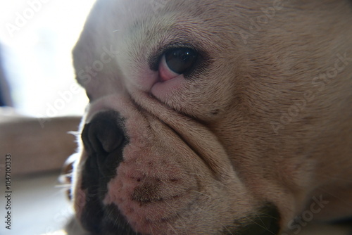 The eye and the nose of a French Bulldog