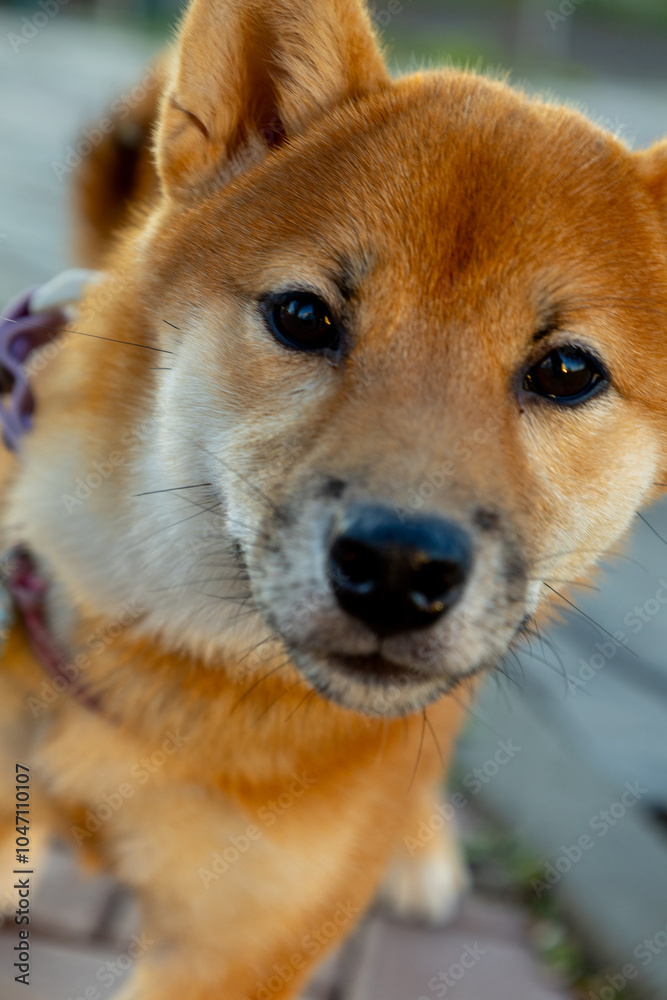 A close-up of a playful Shiba Inu enjoying a sunny afternoon walk in a park setting. A close-up of a playful Shiba Inu enjoying a sunny afternoon walk in a park setting.