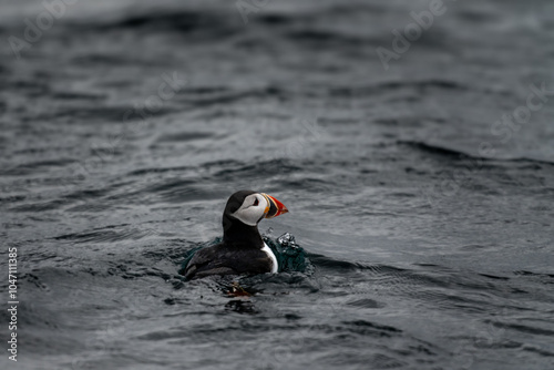 Puffin