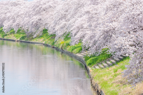 Photos 川に映り込む満開の桜－埼玉県白岡市