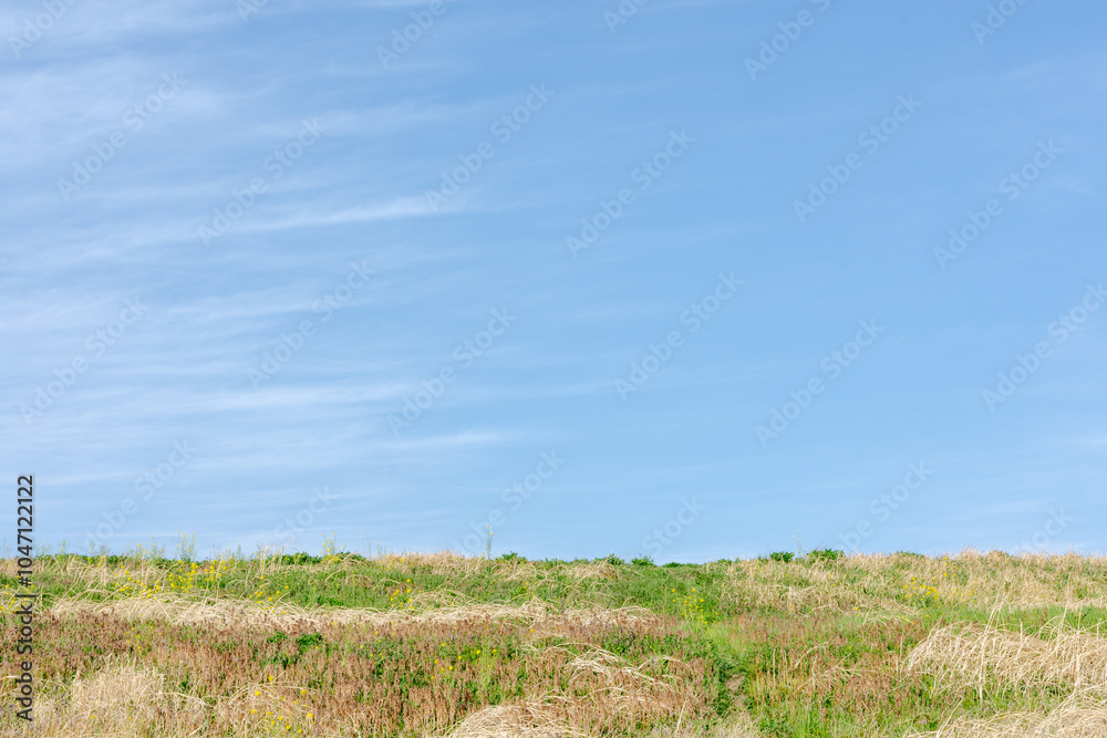 Obraz premium 青空と草原－埼玉県さいたま市 